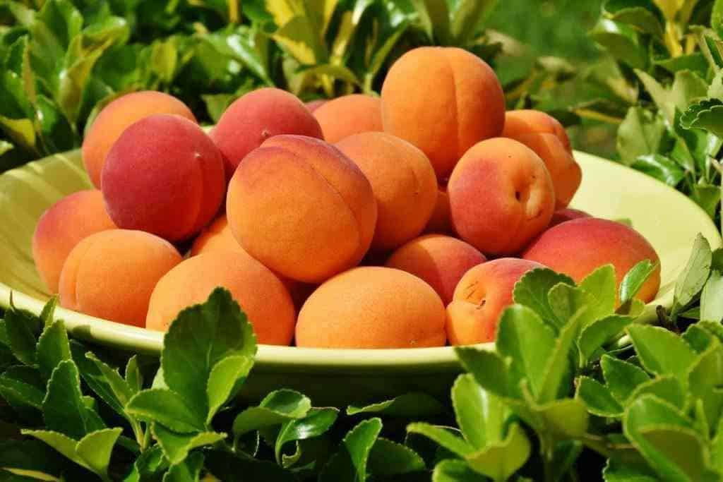 disoccupazione agricola 2017 Inps