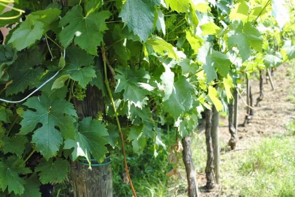 Data di pagamento della Disoccupazione Agricola 2017