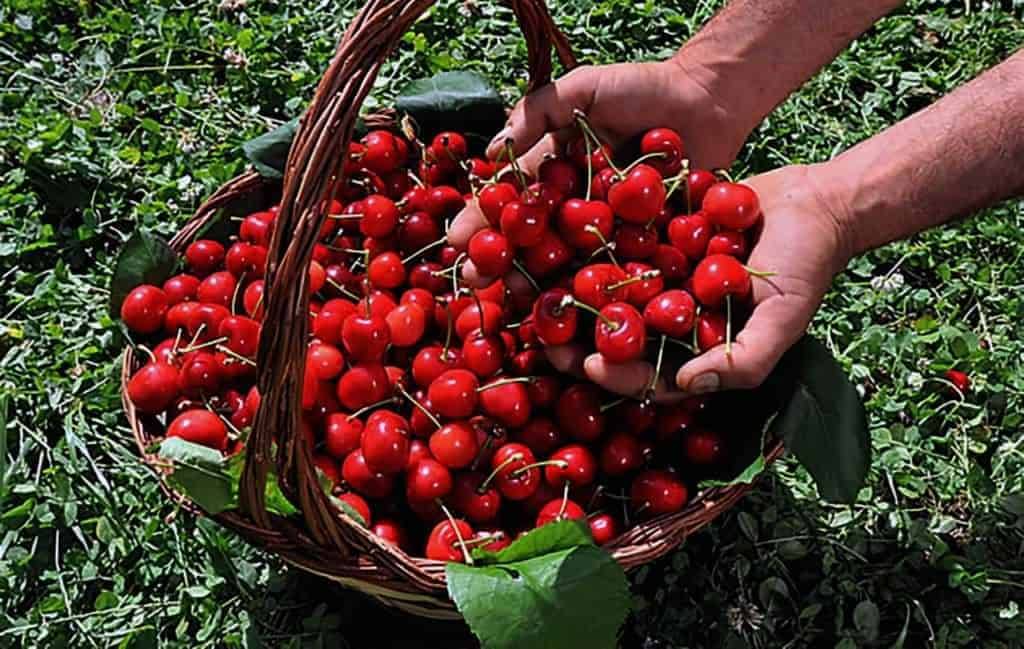 elenchi lavoratori agricoli 2017