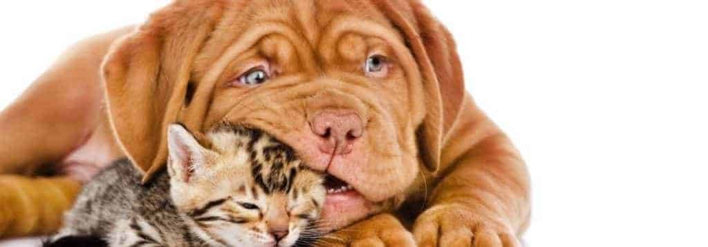 detrazioni fiscali per animali domestici