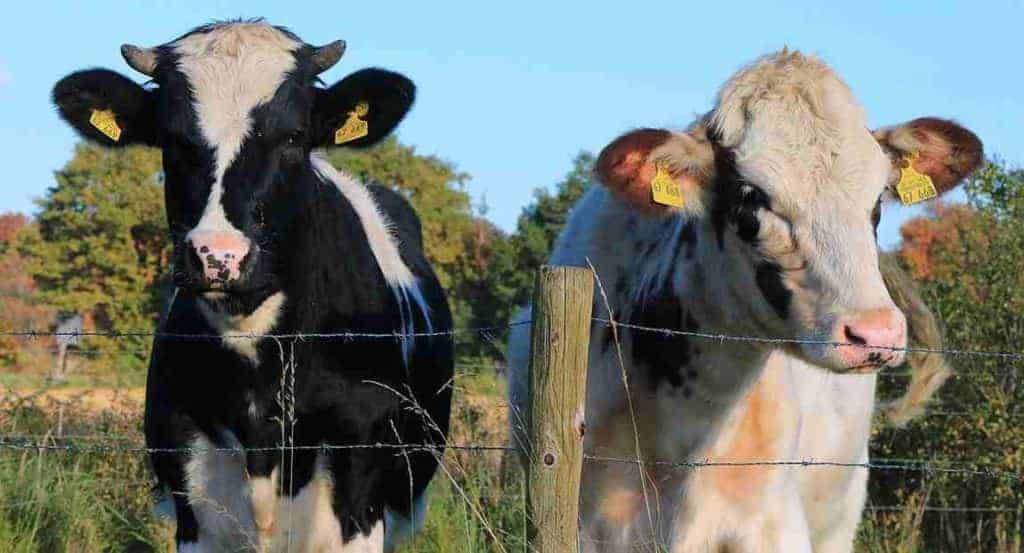 Disoccupazione agricola 2018 domanda e status Inps Online