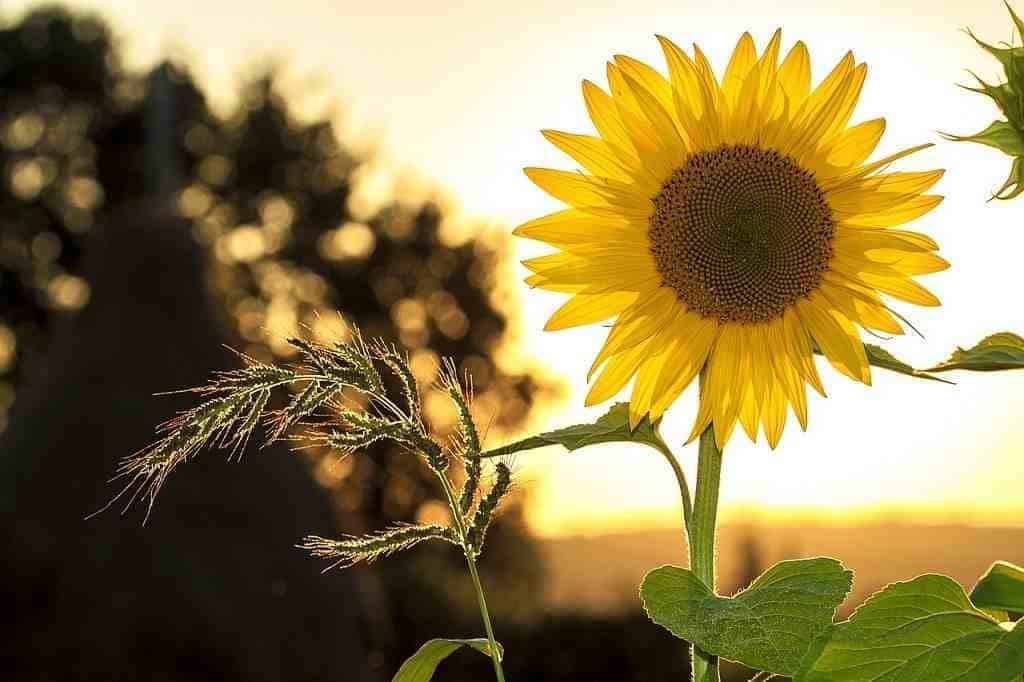 Pagamento bonus Renzi disoccupazione agricola 2018