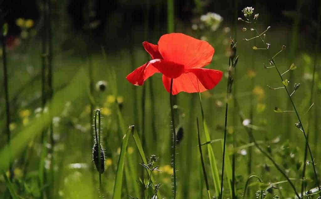 tredicesima pensione reversibilità quando si prende