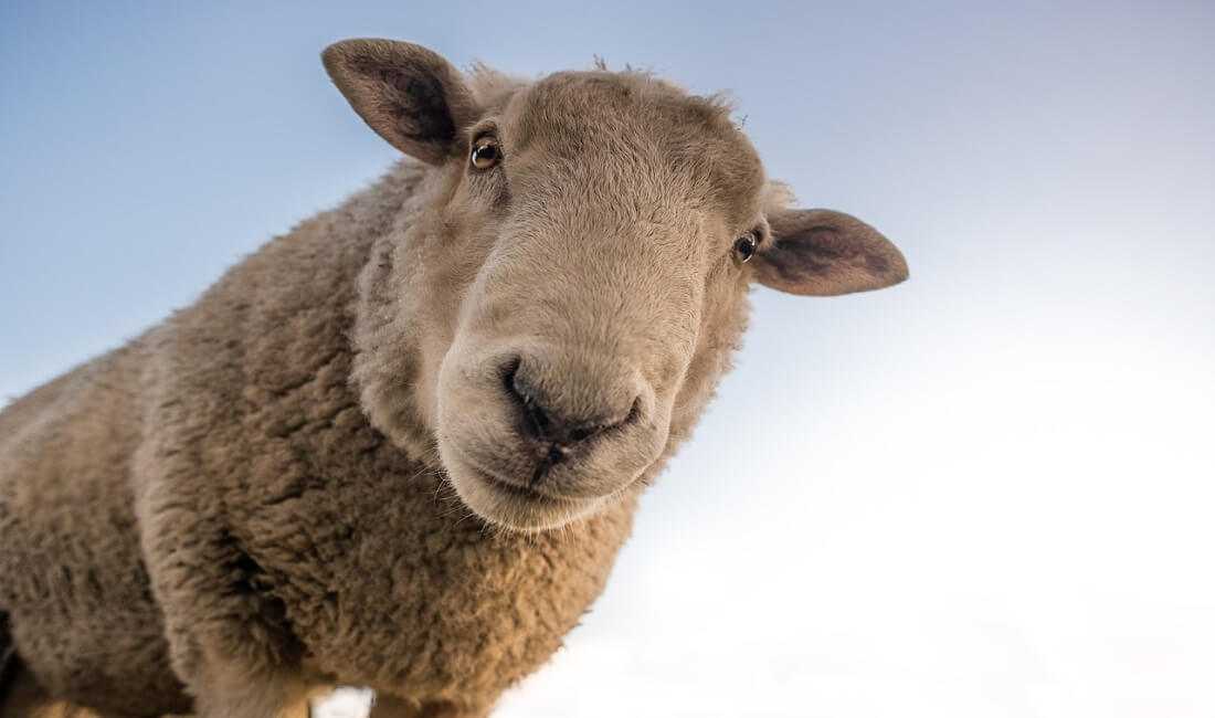 Disoccupazione agricola 2019 quando viene pagata