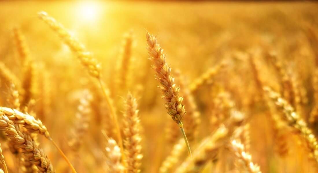 Rimborso 730 2019 quando arriva su disoccupazione agricola