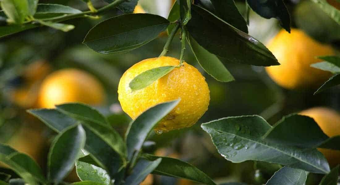 Elenchi dei lavoratori agricoli subordinati