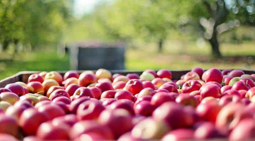 Quando arriva il Pagamento Disoccupazione Agricola 2020
