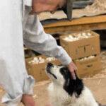 Carta Acquisti 2026 - Carta Acquisti per over 65enni