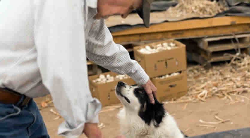 Carta Acquisti 2026 - Carta Acquisti per over 65enni