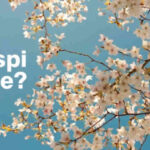 visibilità data elaborazione Naspi Aprile 2026